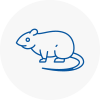 Rat Control Droitwich