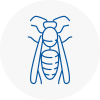 Droitwich Wasp Nest Removal